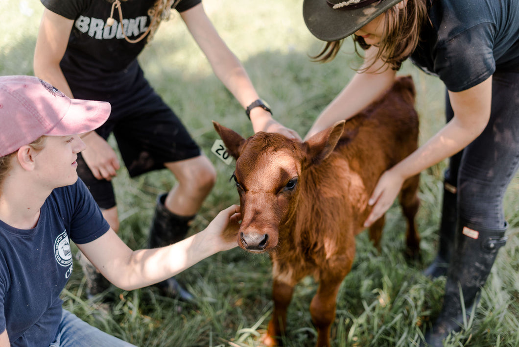 Small brown calf being pet by teenagers 