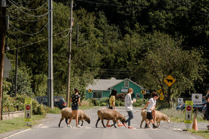 Campers walking sheep across a road